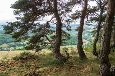 a tree in the countryside of the mediterranean sea in israel