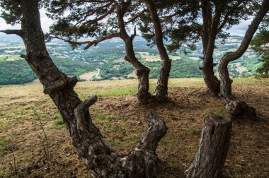 Ormandaki ağaç gövdesi