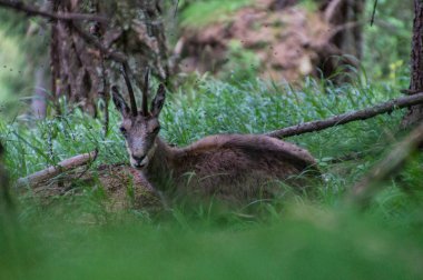   chamois in alps in france