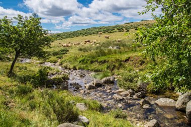 Fransa 'da, Lozere' de.
