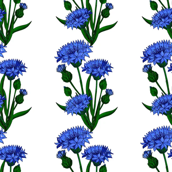 Cornflower fondo floral sin costuras aislado en el blanco — Vector de stock