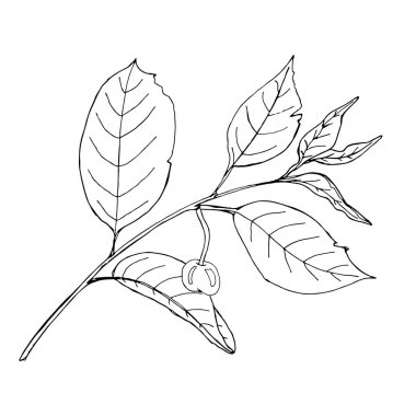 Siyah çizgi berry ile boyama şablonu. Yazdırılabilir boyama kitabı