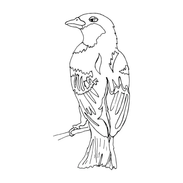 Pájaro de dibujos animados para colorear libro o páginas — Vector de stock