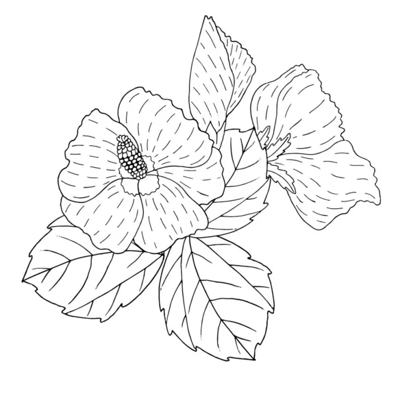 Arte de la línea de flores Vector Hibiscus en blanco — Archivo Imágenes Vectoriales