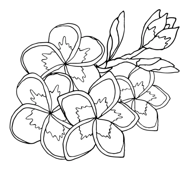 Plumerie or frangipany exotic flower isolated on white — Stock Vector
