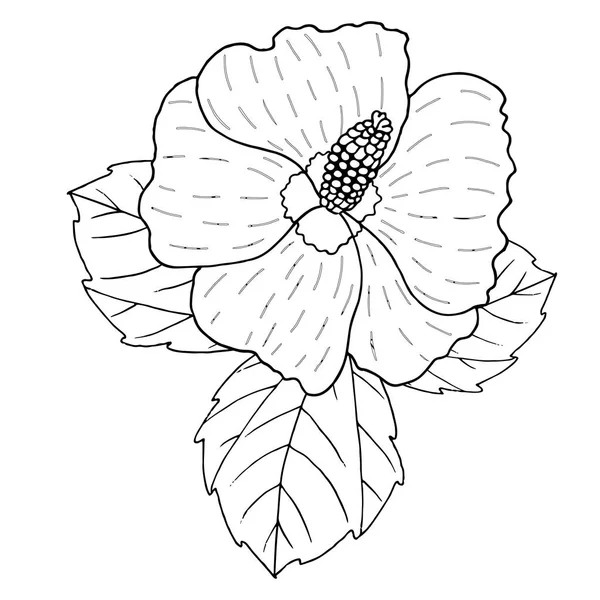 Vector Hibiscus flower line art on white — Stock Vector