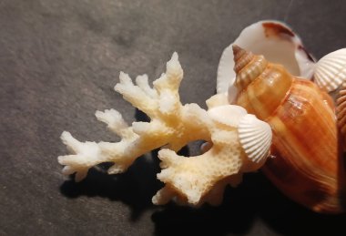 Koyu bir yüzeye yerleştirilmiş kabuklu doğal beyaz mercan dalına yakın çekim. Deniz dekorasyonu ve okyanustan esinlenilmiş arka plan, tasarım ve doğa temaları için yaşam.