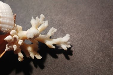 Koyu bir yüzeye yerleştirilmiş kabuklu doğal beyaz mercan dalına yakın çekim. Deniz dekorasyonu ve okyanustan esinlenilmiş arka plan, tasarım ve doğa temaları için yaşam.