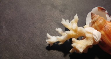 Koyu bir yüzeye yerleştirilmiş kabuklu doğal beyaz mercan dalına yakın çekim. Deniz dekorasyonu ve okyanustan esinlenilmiş arka plan, tasarım ve doğa temaları için yaşam.