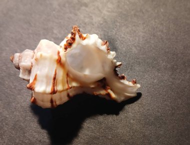 Karanlık bir arka planda küçük spiral kabuklu bir deniz kabuğunun yakın çekimi. Doğal deniz dokusu ve okyanus hazinelerinin detayları..