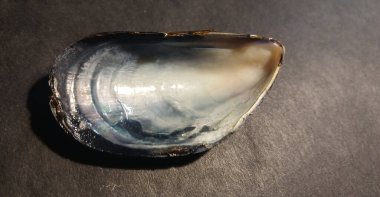 Mavi bir deniz kabuğunun doğal dokuları ve karanlık bir yüzeydeki katmanlı detayları yakın plan. Arkaplan, tasarım veya dekorasyon kavramları için yüksek kaliteli makro deniz kabuğu çekimi.