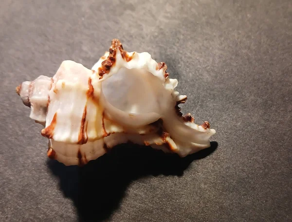 Karanlık bir arka planda küçük spiral kabuklu bir deniz kabuğunun yakın çekimi. Doğal deniz dokusu ve okyanus hazinelerinin detayları..