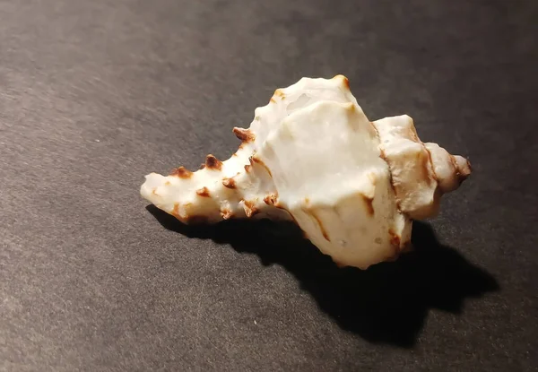 Karanlık bir arka planda küçük spiral kabuklu bir deniz kabuğunun yakın çekimi. Doğal deniz dokusu ve okyanus hazinelerinin detayları..