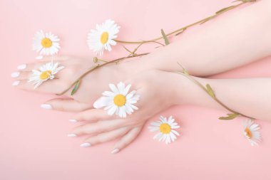 Kadın elleri pembe arka planda zarif bir pozisyonda papatya çiçekleri ile. El bakımı konsepti