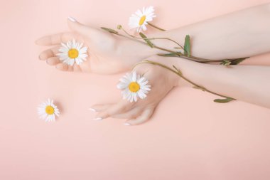 Kadın elleri pembe arka planda zarif bir pozisyonda papatya çiçekleri ile