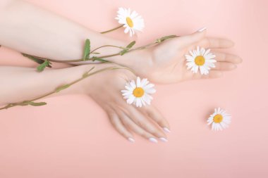 Kadın elleri pembe arka planda zarif bir pozisyonda papatya çiçekleri ile. El bakımı konsepti