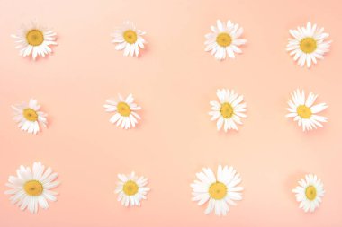 Parlak papatya çiçekleri pembe arka planda seriliydi. Tatil ve yaz konsepti. Duvar kağıdı, kutlama kartı.