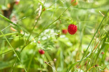 Yaz ormanı dekoru içinde yabani çilek çalısı, doğal ortamlarında yabani çilek çalısı, yazın güneşli bir gününde, ormandaki güneşli bir çayırda olgun çilek meyvesi..