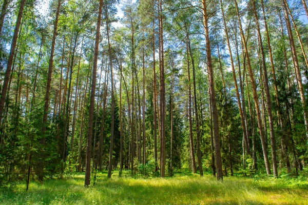明るい日差しの中で美しい夏の森 日当たりの良い松林 夏の日当たりの良い森 — ストック写真
