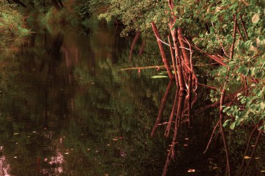 Güzel sonbahar manzarası. Sonbahar yaprakları, göl ve sonbahar ormanları olan harika bir yer. Doğa geçmişi. Büyük eski gölet