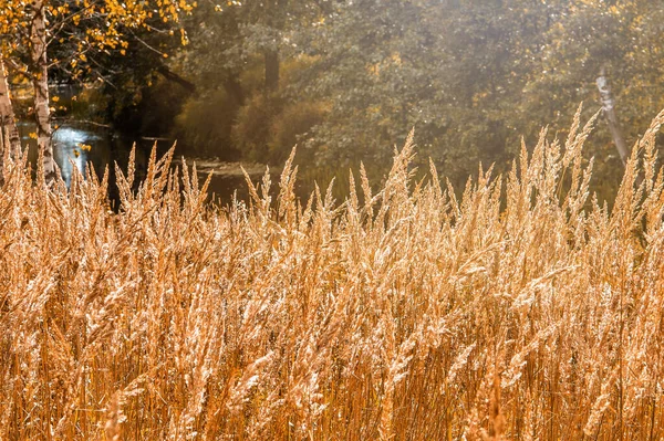 秋に乾燥した黄色の草の耳 暗い森と夏の夜に夕日を背景に耳の熟した枝で乾燥した黄金の茶色の草 暖かい光 — ストック写真