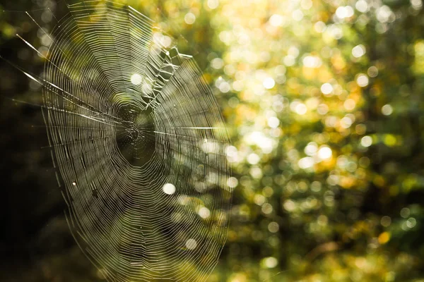 spider\'s web in a forest close up. spider web on a background of blurred green. Spider web, spider net and pattern. Morning sun in a forest.