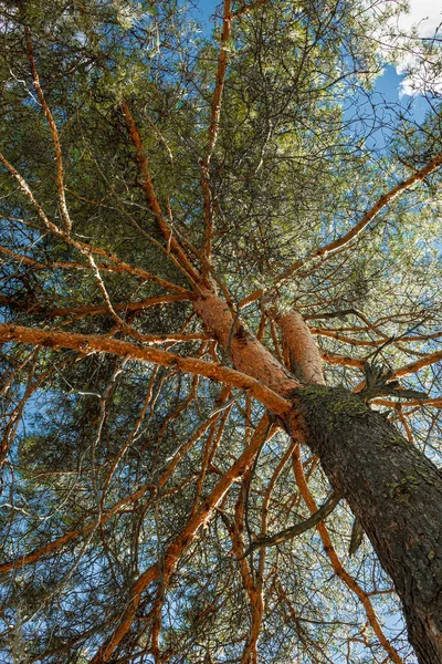 Vista Para Cima Pinheiros Efeito Luz Solar High Pine Forest — Fotografia de Stock