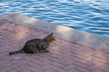 Sahipsiz evsiz kedi denizin kenarında oturur ve okyanusu seyreder. Terk edilmiş kedi deniz kıyısında oturuyor ve denize bakıyor. Evsiz hayvanlar konsepti
