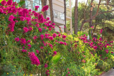 Uzun bir bougainvillea çalısı. Çiçekli çalı, çit. Yaz tropik bougainvillea çalıları çiçek açıyor. Canlı, güzel mor çiçekler.