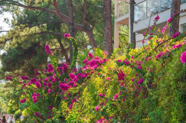 Pembe Bougainvillea Bush. Çiçekli çalı, çit. Yaz tropik bougainvillea çalıları çiçek açıyor. - Evet. Yaz Akdeniz