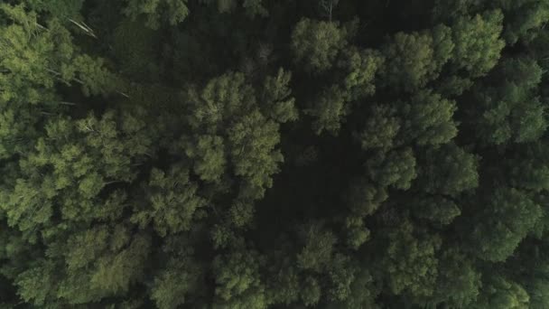 Aerial of flying over a beautiful green forest — Stock Video