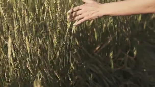 Женская рука с касанием колосьев пшеницы — стоковое видео