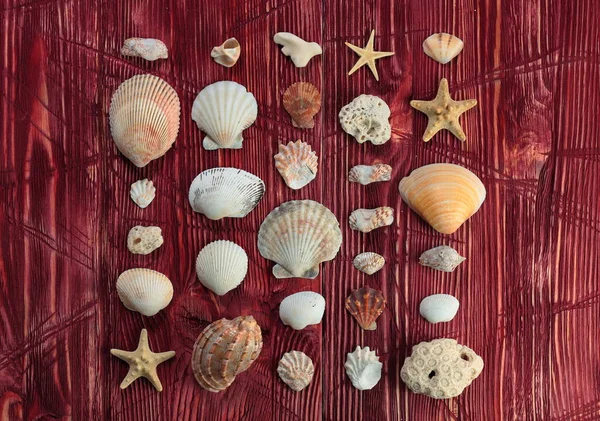 Seashells border on a wooden background. Marine background.