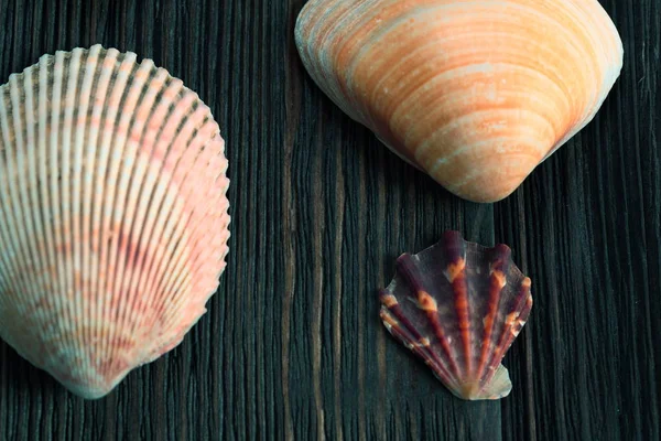 Seashells border on a wooden background. Marine background.