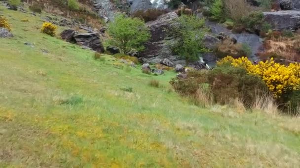 Vuelo sobre la hermosa vegetación en la península de Beara — Vídeo de stock