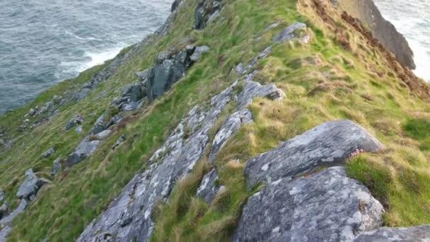 Vue imprenable sur les falaises Kerry sur la côte ouest irlandaise — Video