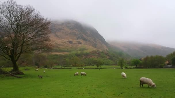 Schafe und Lämmer grasen auf einer Wiese - typische Aussicht für Irland — Stockvideo