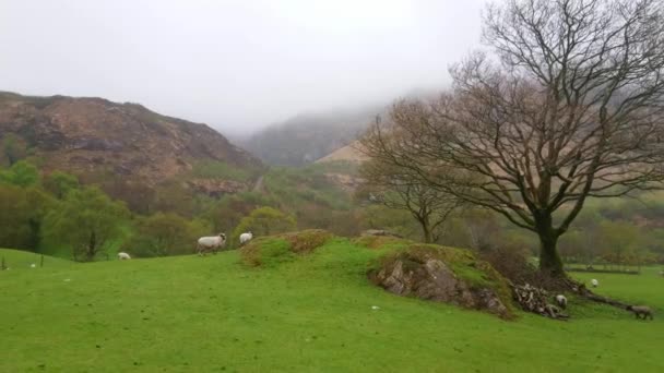 Овцы и ягнята на лугу - типичный вид для Ирландии — стоковое видео
