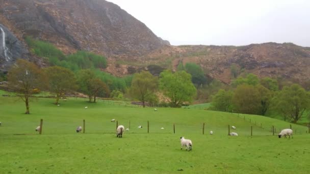 Moutons et agneaux en herbe sur une prairie - vue typique pour l'Irlande 