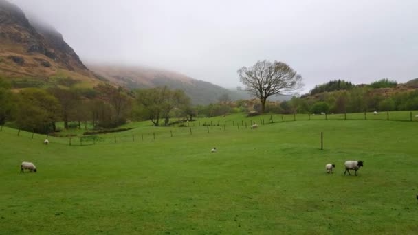 Ovejas y corderos pastando en un prado - vista típica de Irlanda — Vídeos de Stock