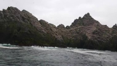 Martı Adası - Skellig Adaları İrlanda - ev 70000 kuşlar için