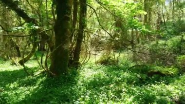 Şaşırtıcı doğa vahşi Forest Kerry İrlanda Killarney Milli Parkı