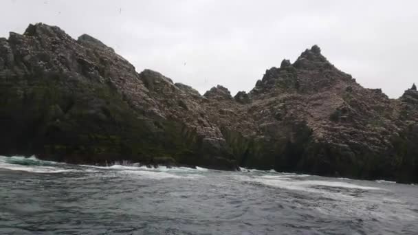 Puffin Island - wyspy Skellig w Irlandii - dom dla ptaków 70000 — Wideo stockowe