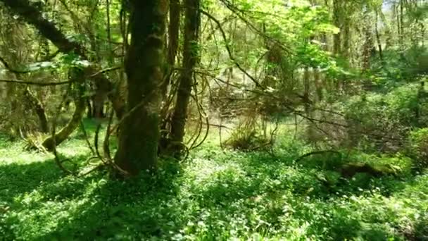 Une nature incroyable dans la forêt sauvage du parc national de Killarney en Irlande du Nord 