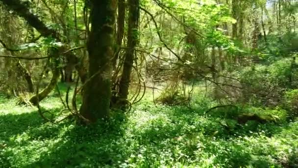 Increíble naturaleza en el bosque salvaje del Parque Nacional de Killarney en Kerry Irlanda — Vídeo de stock