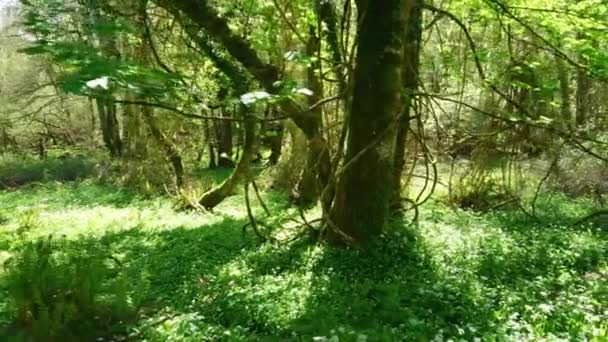 Erstaunliche natur im wilden wald von killarney nationalpark in kerry irland — Stockvideo