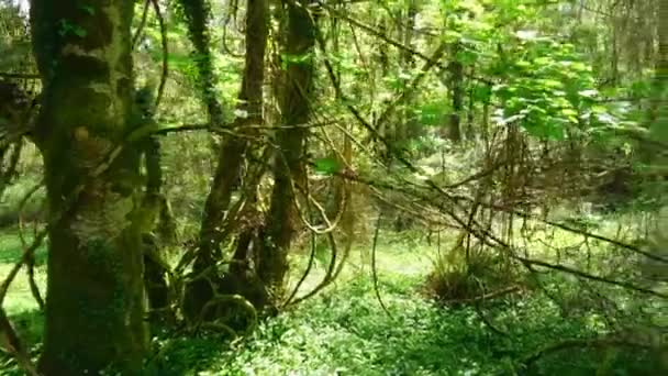 Şaşırtıcı doğa vahşi Forest Kerry İrlanda Killarney Milli Parkı — Stok video