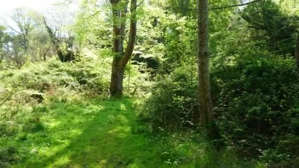 Καταπληκτική φύση στο άγριο δάσος του Εθνικού Δρυμού του Killarney στην Ιρλανδία Kerry — Αρχείο Βίντεο