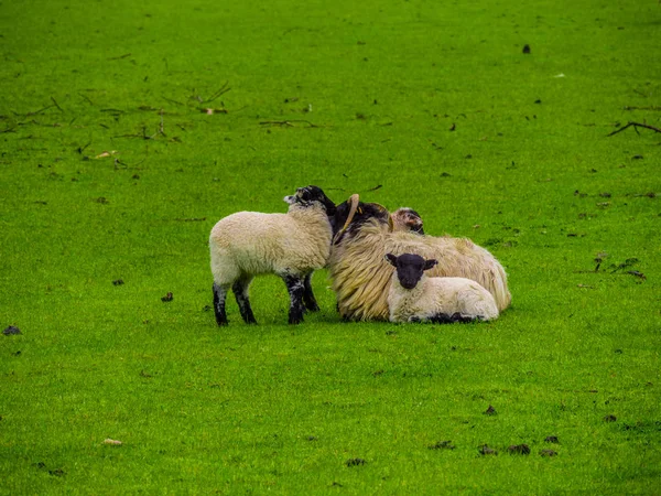 Pecore in Irlanda - una vista tipica — Foto Stock