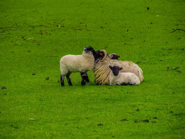 Pecore in Irlanda - una vista tipica — Foto Stock